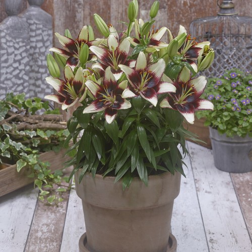 Lilium asiatic 'FantAsiatic White Hot spot' - Aasia liilia 'FantAsiatic White Hot spot'